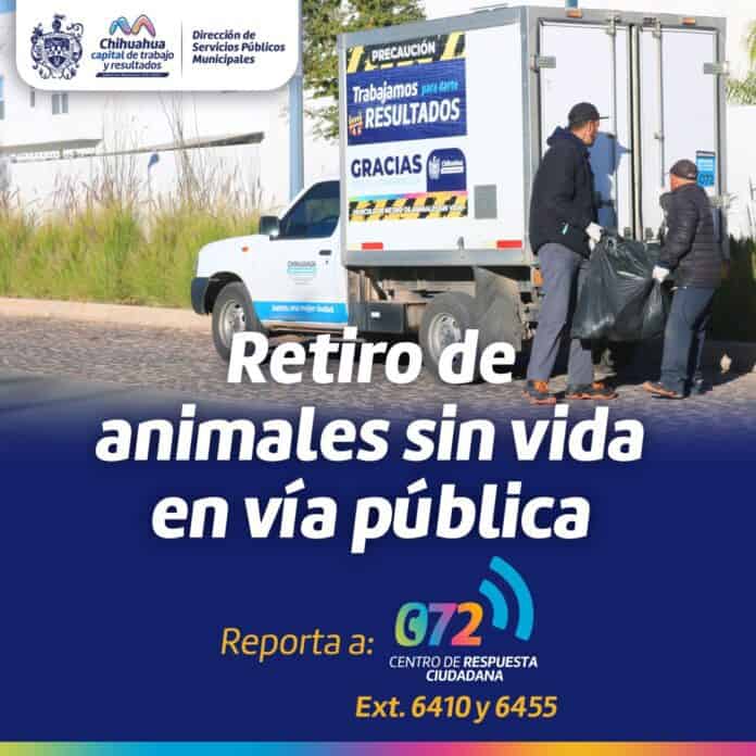 Ofrece Gobierno Municipal servicio de retiro de animales sin vida en la vía pública