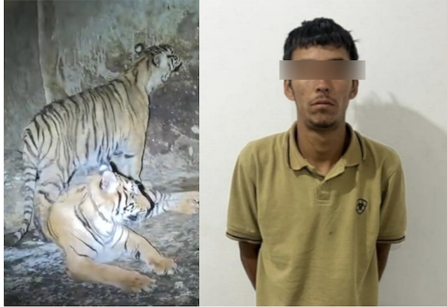 detenido con tigres
