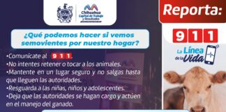 Previene Municipio accidentes al retirar 25 animales mostrencos de la vía pública