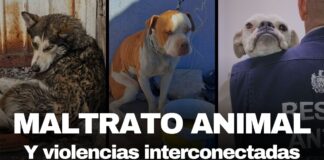 Invita Gobierno Municipal al Foro “Maltrato Animal y Violencias Interconectadas”