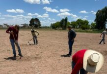 FCAyF-UACH establece parcela experimental para definir la densidad óptima de plantación de sotol