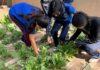 Huertos escolares siembran aprendizaje en comunidades rurales de Chihuahua Capital