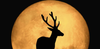 Luna de Ciervo 2026: cuándo verla, a qué hora será y por qué recibe ese nombre