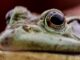 Concurso Nacional de Fotografía de Naturaleza Mosaico Natura 2026: ofrecen hasta 30 mil pesos; ve requisitos